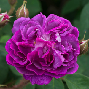 William Lobb - trandafiri - www.ioanarose.ro